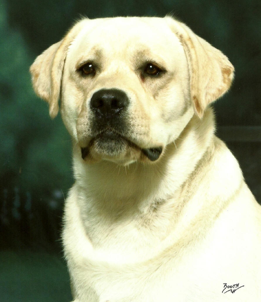 Chocolate Labs, Yellow Labs, Black Lab Puppies for sale in Ohio